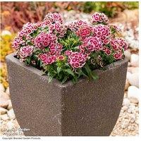 Dianthus 'Dart Red White Picotee' Flowering Perennial - Fragrant, Compact Plant for Borders & Containers