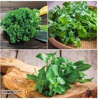 Kitchen Classic Herb Plant Collection - Easy-Grow Culinary Herbs