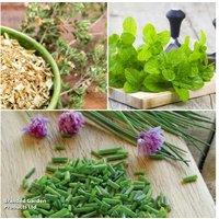 Culinary Classic Herb Plant Collection - Easy-Grow Perennial Herbs