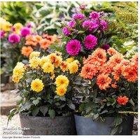 Dahlia coccinea 'Gardenetta Trio' - Flowering Perennial for Pots & Borders