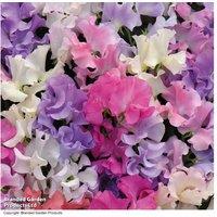Sweet Pea 'Sweet Dreams Mixed' Flowering Annual Plants - Fragrant Blooms
