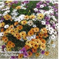 Osteospermum 'Falling Stars' Trailing Flowering Perennial Plant - Drought Tolerant, 45cm Spread