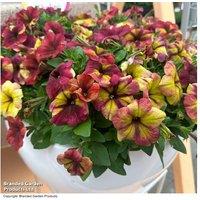 Petunia 'Raspberry Shake' Flowering Bedding Plants - Large Blooms, Low Maintenance