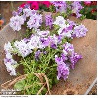 Petunia Allegra Mixed Collection - Double-Flowered Climbing Annuals