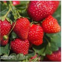 Mixed Bare Root Strawberry Plants - High-Yield, Easy-Grow Fruit for Gardens & Containers
