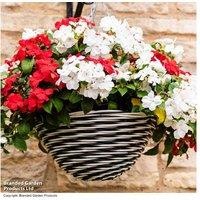Busy Lizzie (Impatiens) Flowering Bedding Plants - Shade-Loving, Long-Lasting Colour