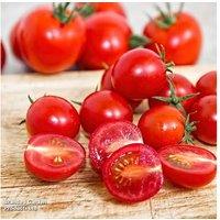 Tomato 'Rubylicious' Cordon Plug Plants - Blight Resistant, High Yield
