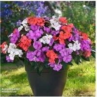 30 Mixed Summer Bedding Plug Plants - Flowering Annuals for Beds & Baskets