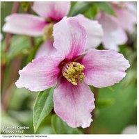 Philadelphus 'Petite Perfume Pink' Flowering Shrub - Fragrant, Compact, Urban-Friendly