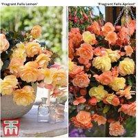 Begonia 'Fragrant Falls' Flowering Plug Plants - Duo Pack of 8
