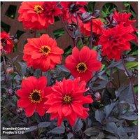 Dahlia 'Black Forest Ruby' Flowering Perennial - Scarlet Blooms, 70cm
