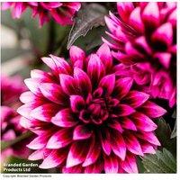 Dahlia 'Gardenetta Velvet Crush' - Flowering Perennial, 35-55cm, Mildew Resistant