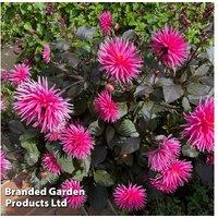 Dahlia 'Electro Pink' Perennial - Striking Flowering Plant for Borders & Cut Flowers