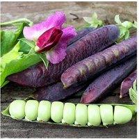 Pea 'Blauwschokker' Garden Ready Plants - Dual-Purpose, Vibrant Pods, 15 Pack
