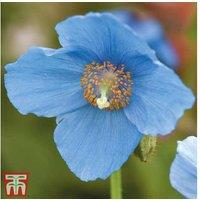 Blue Poppy Meconopsis 'Lingholm' Perennial - Hardy Flowering Plant, 75cm
