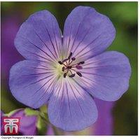Hardy Perennial Geranium 'Rozanne' - Flowering Jumbo Plug Plants