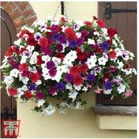20 Mixed Petunia Surfinia Plug Plants - Flowering Bedding Annual