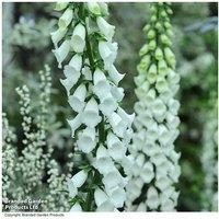 Foxglove Perennial Flowering Plant Collection - 6 or 12 Plug Plants