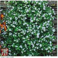 Bacopa 'Snowtopia' Flowering Plug Plants - 30 or 60 Pack