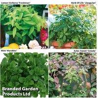 Herb Plant Collection - Grow Your Own Botanical Tea Herbs