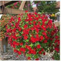 Calibrachoa Calita Fiesta Flowering Trailing Bedding Plants
