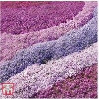 Mixed Creeping Phlox Perennial Ground Cover - 5 Varieties, Evergreen