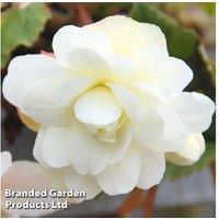 Begonia Belina Vanilla - Flowering Hanging Basket, Pre-Planted, 25cm