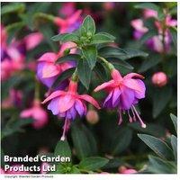 Fuchsia Lionita Double Rose-Blue Flowering Hanging Basket 25cm