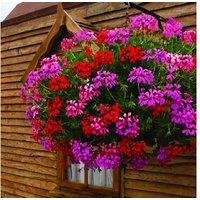 Geranium 'Balcon Mix' Flowering Hanging Basket - Pre-Planted, Summer Colour