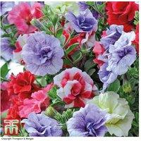 Petunia 'Frills & Spills' Double Flowering Hanging Basket Plant