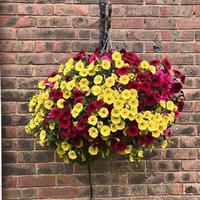 Petunia 'Summer Nights' Flowering Hanging Basket - Hardy Annual, Magenta & Gold Blooms
