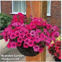 Pink Shockwave Flowering Hanging Basket - Hardy Annuals for Summer Colour