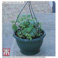 Sherbet Lemon Mixed Hanging Basket - Preplanted Flowering Annuals