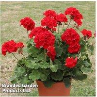 Geranium 'Grandeur Power Red' Hanging Basket - Flowering Perennial
