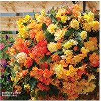 Begonia 'Apricot Shades Improved' F1 Hybrid Flowering Basket Plant