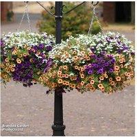 Fruit Salad Mixed Hanging Basket - Flowering Summer Annuals