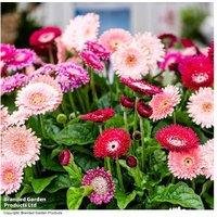 Gerbera 'Pretty In Pink' Hardy Perennial Flowering Collection