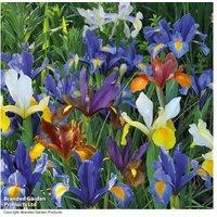 Dutch Iris 'Dutch Mixed' Flowering Bulbs - Summer Perennial