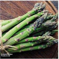 Asparagus Perennial 'Continuity Collection' - High Yield, Pest-Resistant, Spring Harvest