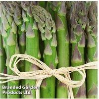 Asparagus 'Gijnlim' Crowns - Early Harvest, High-Yield Perennial Vegetable