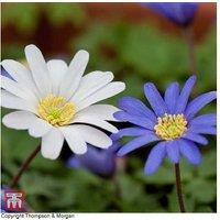 Anemone Blanda Mixed Flowering Perennial Bulbs - 50 Pack