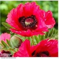 Poppy 'Watermelon' Perennial Flowering Plants - 2 or 4 Pack