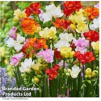 Freesia Double Mix Bulbs - 50 Fragrant, Hardy Perennial Blooms