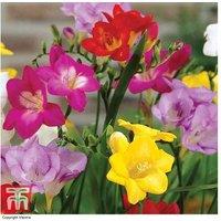 Freesia 'Classic Collection' - 50 Mixed Flowering Bulbs for Borders & Containers