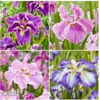 Iris ensata 'Dinner Plate Mix' - Hardy Flowering Perennial for Vibrant Garden Colour