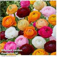 50 Mixed Colour Ranunculus Bulbs - Flowering Perennial, Spring Blooms