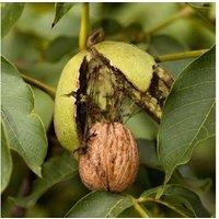Nut Walnut 'Europa' Compact Bare Root Fruit Tree - High Yield, Disease Resistant