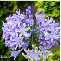 Agapanthus 'Donau' Flowering Perennial - 3 or 6 Plants