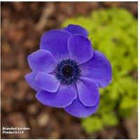 Anemone coronaria 'Mr Fokker' - Hardy Flowering Bulb, 10 Pack