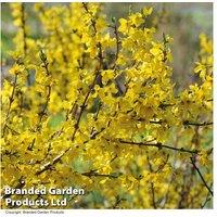 Forsythia Intermedia Flowering Shrub - Bare Root, Up to 3 Plants, 3m Height
